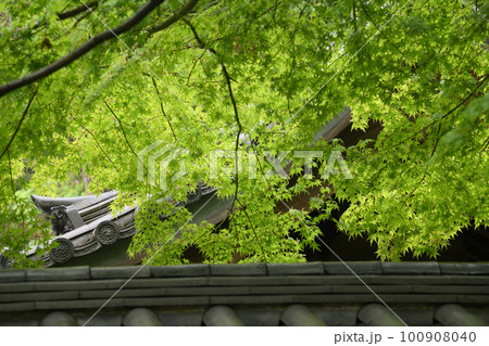 雨の三溪園 新緑 雨の三溪園 新緑 100908040