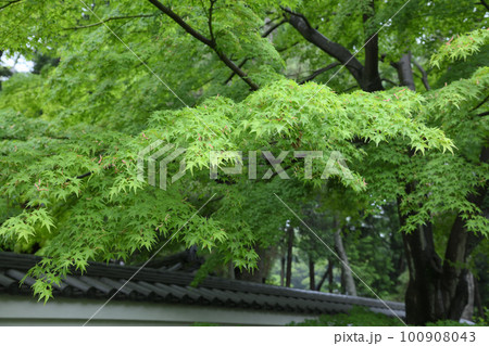雨の三溪園　新緑 100908043