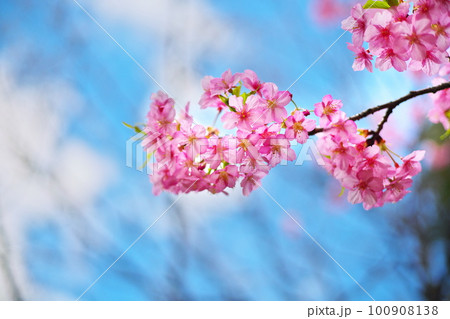 春近い青空の元の河津さくら 春近い青空の元の河津さくら 100908138