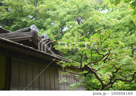 雨の三溪園　新緑 100908169