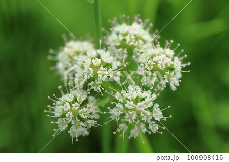 花火のようにパッと咲いてる白い花 花火のようにパッと咲いてる白い花 100908416