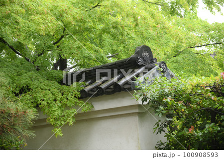 雨の三溪園　新緑 100908593