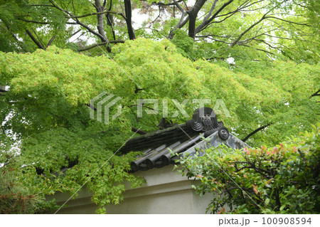 雨の三溪園　新緑 100908594