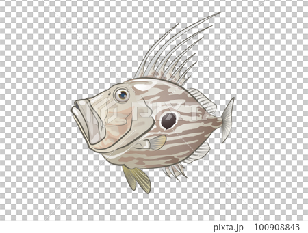 マトウダイイラスト マトウダイイラスト 100908843