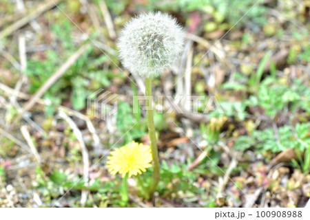 路傍の花 100908988