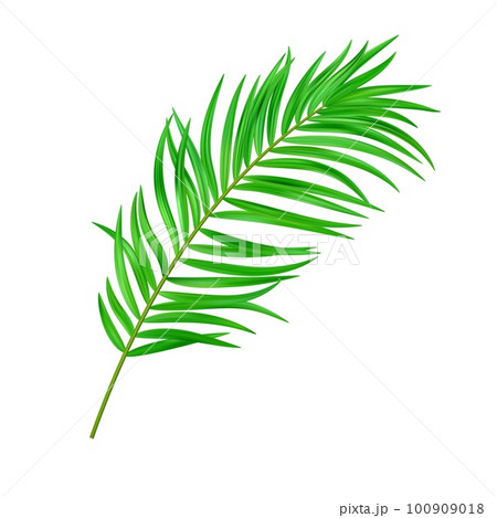 Jungle exotic leaf. tropical leaves 100909018