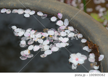 落花 100909362
