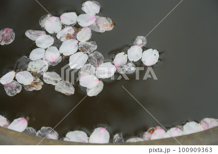 落花 100909363