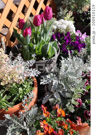 たくさんの鉢に咲く春の花 100910119