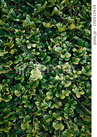 生い茂る葉 100910838
