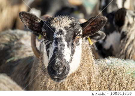 Cluse up of Blackface Sheep in the snow in Ireland 100911219