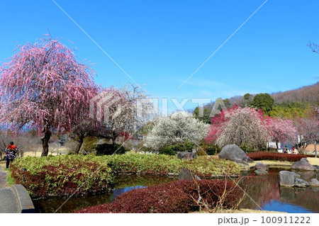 早春の青空の中咲き揃う梅の花 穏やかな癒しの風景 早春の青空の中咲き揃う梅の花 穏やかな癒しの風景 100911222