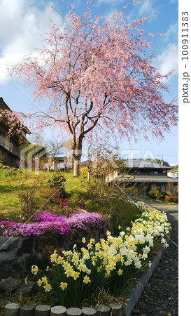 春の日射しと桜たち 100911383