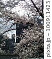 春の日射しと桜たち 100911423