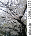春の日射しと桜たち 100911429