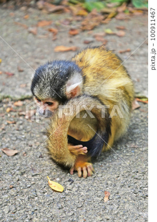 小さくてかわいいリスザル 100911467