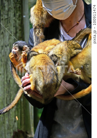 小さくてかわいいリスザル 小さくてかわいいリスザル 100911474