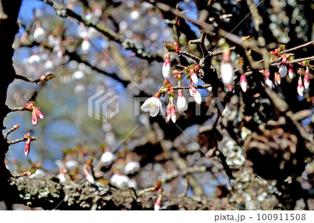 たくさんのつぼみの中で咲きはじめた富士桜の花の写真素材 [100911508] - PIXTA