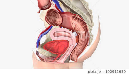 The Female Reproductive Cross Section The Female Reproductive Cross Section 100911650