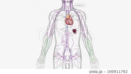 The lymphatic system is part of the immune and circulatory systems. 100911762