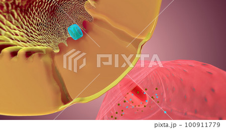 Secretion occurs along the nephron to remove unnecessary substances from the bloodstream and the body. Secretion occurs along the nephron to remove unnecessary substances from the bloodstream and the body. 100911779