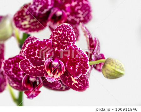 Maroon spotted orchid phalaenopsis wildcat, a branch of a blooming orchid on a white background. Tropical flower, branch of orchid close up. Purple orchid background. Holiday, Women's Day, Flower card 100911846