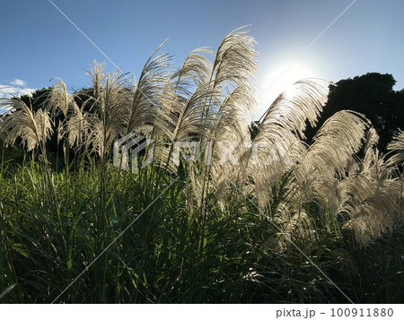 夕日に照らされるススキ 夕日に照らされるススキ 100911880