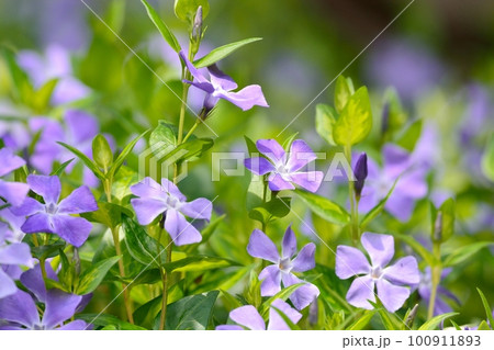 ツルニチニチソウの花 100911893