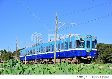 銚子電鉄、キャベツ畑の中を走る電車 100911908