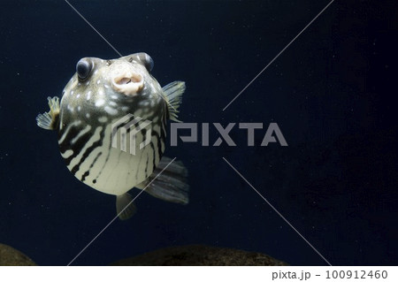 フグ サザナミフグ 魚 海水魚 泳ぐ魚 White-spotted puffer puffer フグ サザナミフグ 魚 海水魚 泳ぐ魚 White-spotted puffer puffer 100912460