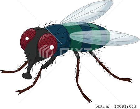 Cartoon house fly on white background Cartoon house fly on white background 100913053