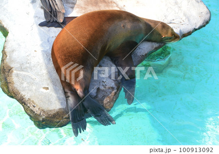 昼寝するカルフォルニア・アシカ（上野動物園／東京都台東区上野公園） 100913092