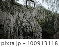 枝垂れ桜 100913118
