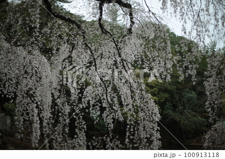 枝垂れ桜 100913118