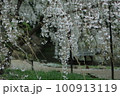 枝垂れ桜 100913119