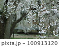 枝垂れ桜 100913120