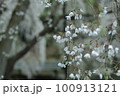 枝垂れ桜 100913121