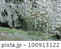 枝垂れ桜 100913122