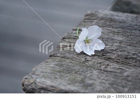 桜 -ベンチの上の小さな春- 100913151