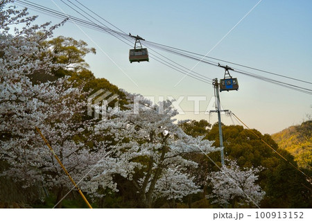 ロープウェイと桜 100913152
