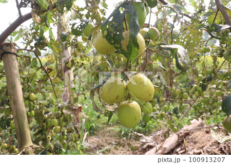 tasty and ripe Ziziphus mauritiana fruit on tree in farm tasty and ripe Ziziphus mauritiana fruit on tree in farm 100913207