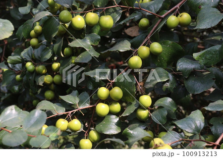 tasty and ripe Ziziphus mauritiana fruit on tree in farm tasty and ripe Ziziphus mauritiana fruit on tree in farm 100913213