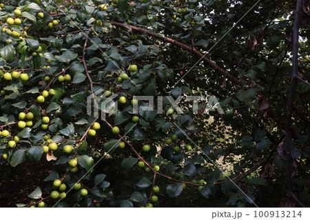 tasty and ripe Ziziphus mauritiana fruit on tree in farm tasty and ripe Ziziphus mauritiana fruit on tree in farm 100913214