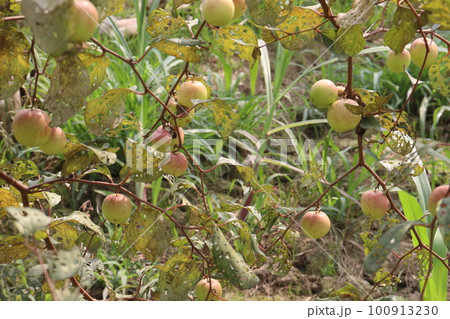 tasty and ripe Ziziphus mauritiana fruit on tree in farm tasty and ripe Ziziphus mauritiana fruit on tree in farm 100913230