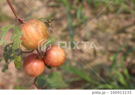 tasty and ripe Ziziphus mauritiana fruit on tree in farm tasty and ripe Ziziphus mauritiana fruit on tree in farm 100913235