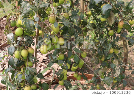 tasty and ripe Ziziphus mauritiana fruit on tree in farm tasty and ripe Ziziphus mauritiana fruit on tree in farm 100913236