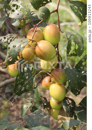 tasty and ripe Ziziphus mauritiana fruit on tree in farm 100913243