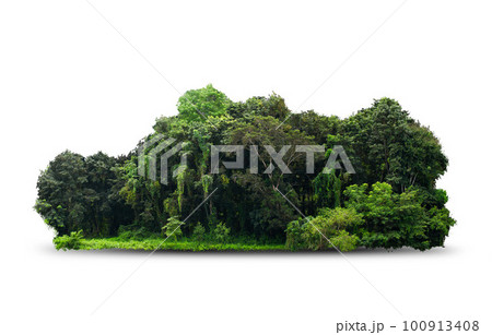 group green tree isolate on white background. Cutout tree line. Row of green trees and shrubs in summer isolated on white background. group green tree isolate on white background. Cutout tree line. Row of green trees and shrubs in summer isolated on white background. 100913408