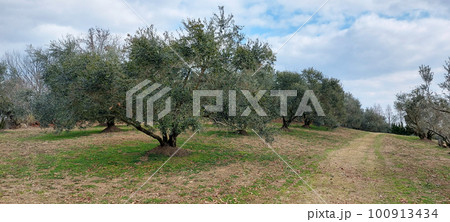 牛窓オリーブ園 岡山県 牛窓オリーブ園 岡山県 100913434