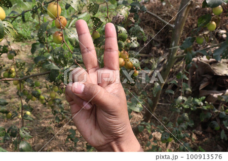 finger sign with Ziziphus mauritiana farm for deaf finger sign with Ziziphus mauritiana farm for deaf 100913576